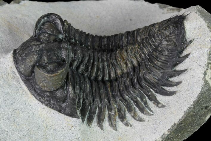 Coltraneia Trilobite Fossil - Huge Faceted Eyes #165858
